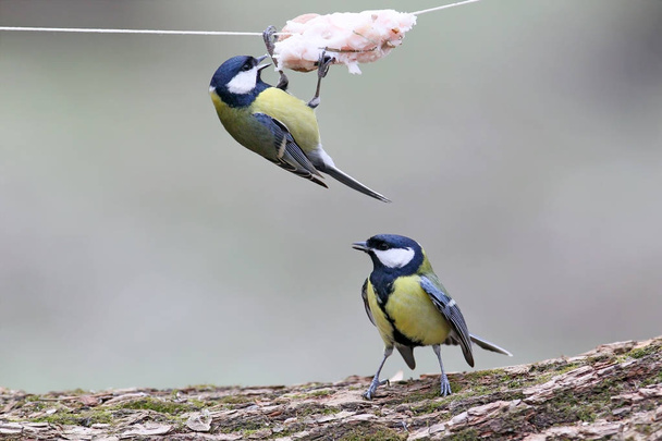 Two great tits on the feeding spot. One hangs on a string with bacon and grain, the second sits on a log pending - Photo, Image