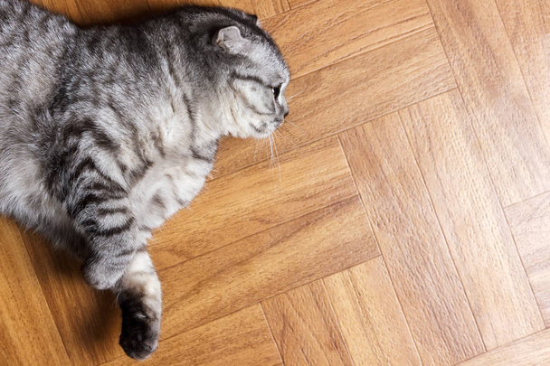 Zaskoczony kot leżący na podłodze, z bliska. Brytyjski kot leżący na podłodze z miejsca kopii - Zdjęcie, obraz
