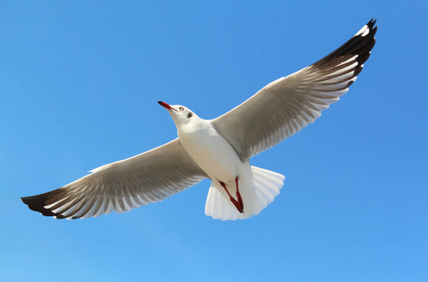 Seagull vliegen in mooie hemel. - Foto, afbeelding