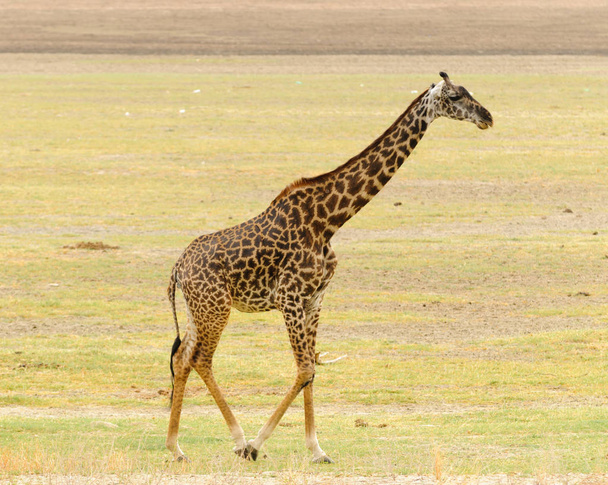 Closeup of Masai Giraffe (scientific name: Giraffa camelopardalis tippelskirchi or "Twiga" in Swaheli) n the Lake Manyara National park,Tanzania - Zdjęcie, obraz