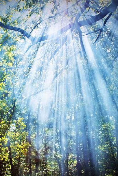  Rayos de sol brillando a través de los árboles, fondo natural  - Foto, imagen