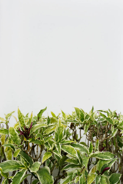 Short green tropical plants against white concrete wall. Text space - Фото, изображение