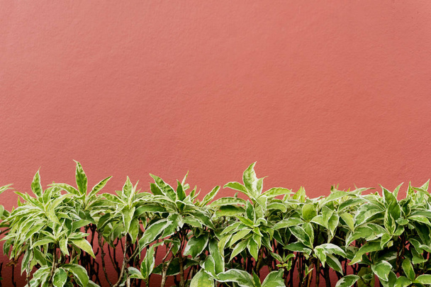Short green tropical plants against red concrete wall. Text space - Φωτογραφία, εικόνα