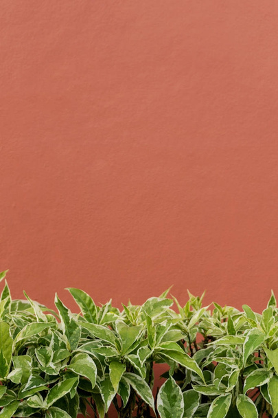 Short green tropical plants against red concrete wall. Text space - 写真・画像