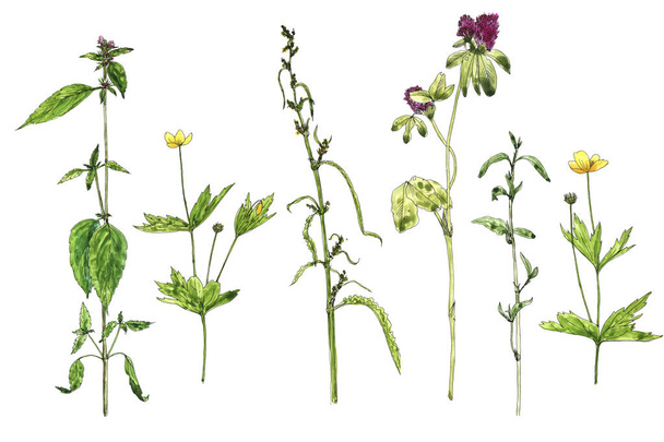Σετ ακουαρέλας σχέδιο λουλουδιών και φυτών - Φωτογραφία, εικόνα