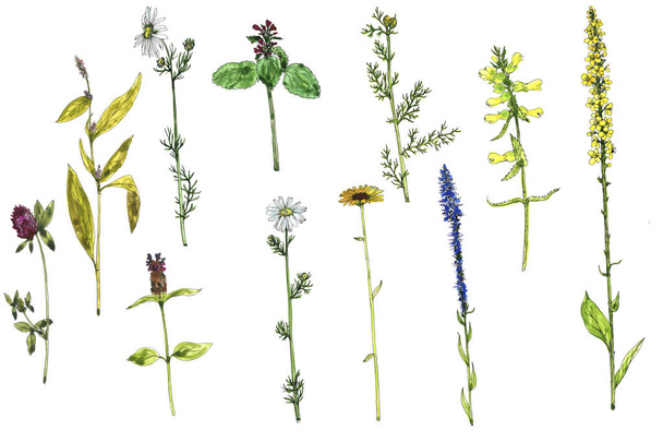 Set of watercolor drawing flowers and plants - Φωτογραφία, εικόνα