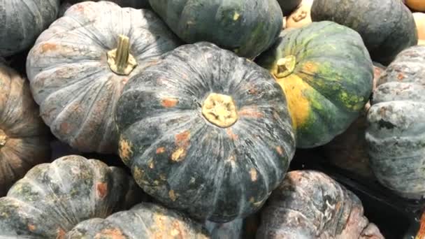 Green organic pumpkin on the farmer market. Asian market. Pumpkin vegetable. - Footage, Video
