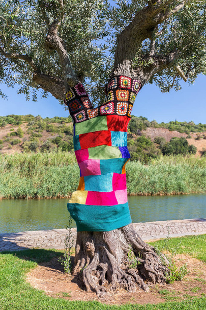 Oliivipuu pukeutunut värikäs neulotut villapaita
 - Valokuva, kuva