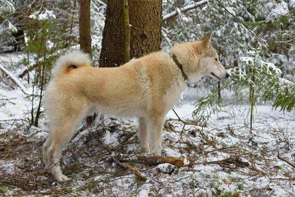 Hunting Siberian Laika - 写真・画像