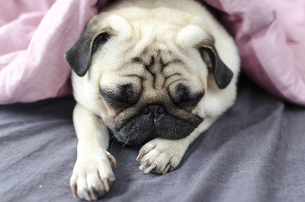 dog breed pug under the pink blanket - Photo, Image
