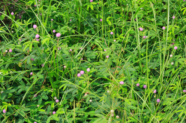 крупним планом вид на зелені рослини, чутливі до мімози
 - Фото, зображення