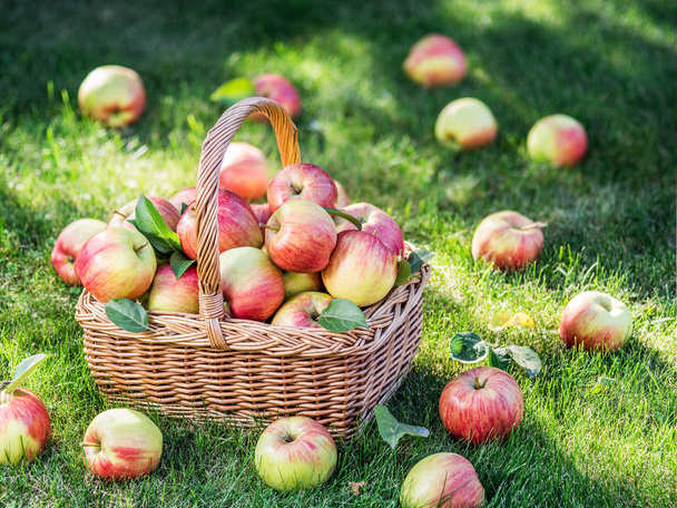 Apple harvest. Ripe red apples in the basket on the green grass. - Foto, afbeelding