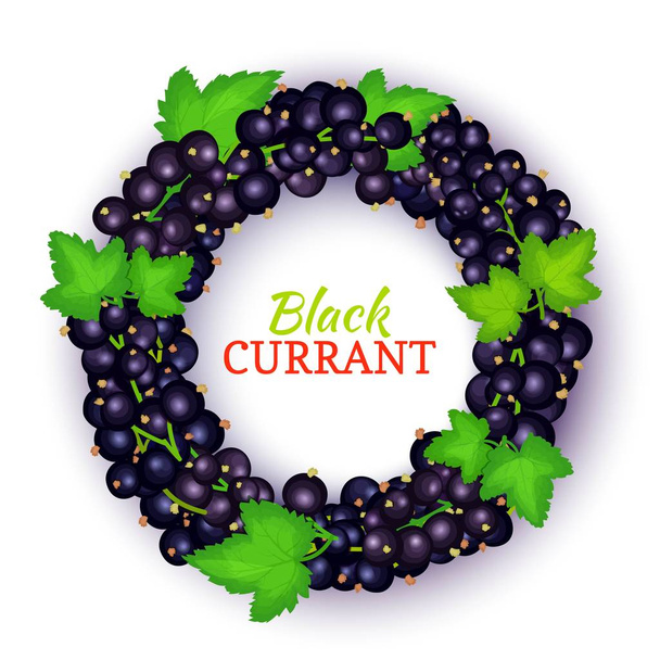 Round colored frame composed of black currant. Vector card illustration. Fruit label. Circle currant berries label fruit and leaves for packaging design of healthy food, detox, cosmetics, jam, juice - Διάνυσμα, εικόνα