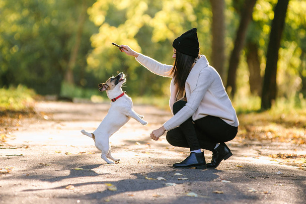 犬と遊ぶ美しい少女。公園で犬と遊ぶ。クローズ アップの肖像画。ジャック ・ ラッセル ・ テリア - 写真・画像