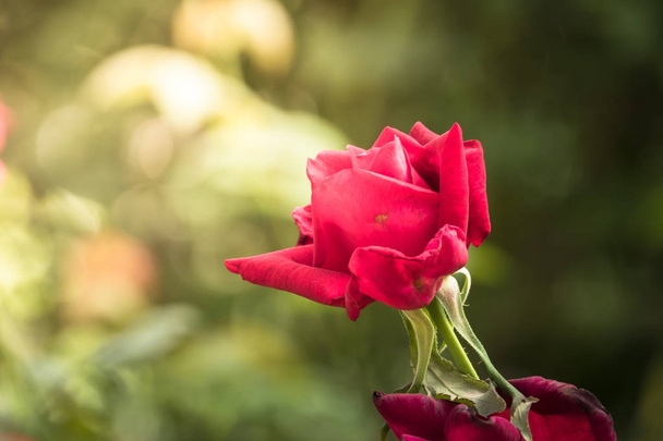 Roses in the garden  - Valokuva, kuva