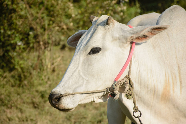 closeup photo of white cow - Photo, Image