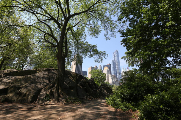 Forest and New York City. America, New York City - May 14, 2017 - Fotó, kép