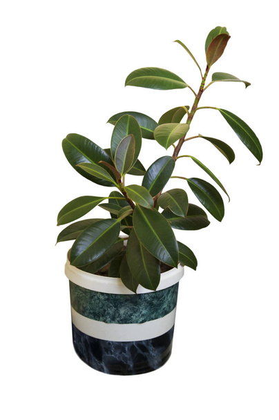 Small ficus in a pot - Photo, Image
