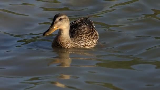 Пятнистая утка плавает в озерных водах на закате в сло-мо
 - Кадры, видео