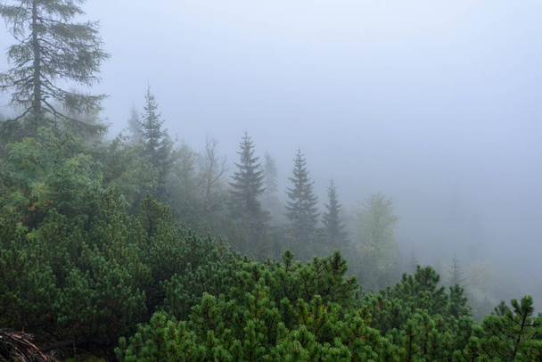 туманный утренний вид на влажную горную местность в словацких татрах
 - Фото, изображение
