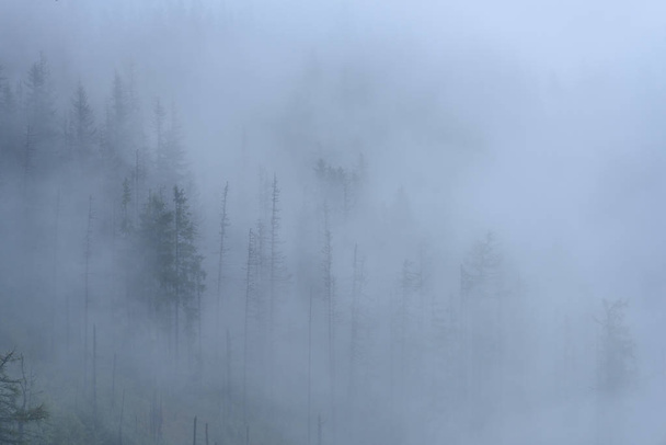 misty morning view in wet mountain area in slovakian tatra. autu - 写真・画像