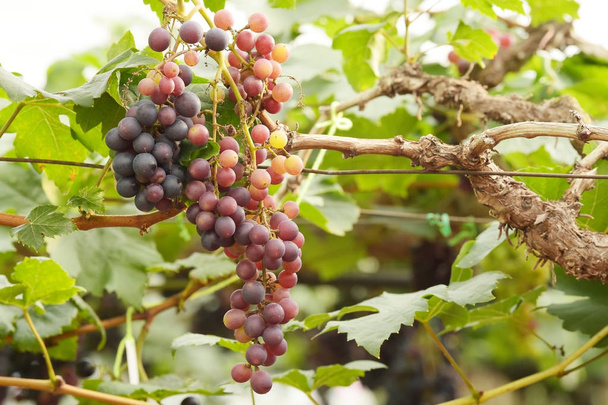 Uvas vermelhas maduras no jardim  - Foto, Imagem