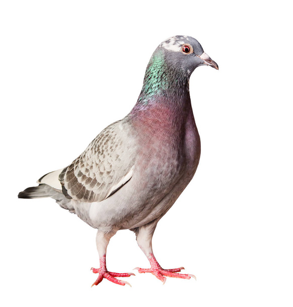 portrait full body of speed racing homing pigeon isolated  white - Photo, Image