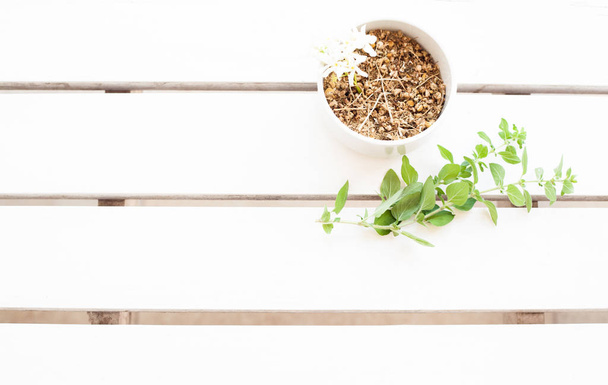 Camomile tea crops in bowl on wooden background - Zdjęcie, obraz