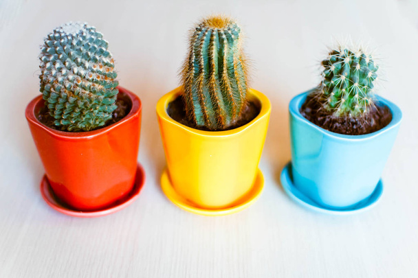 cacti in pots at home - Φωτογραφία, εικόνα