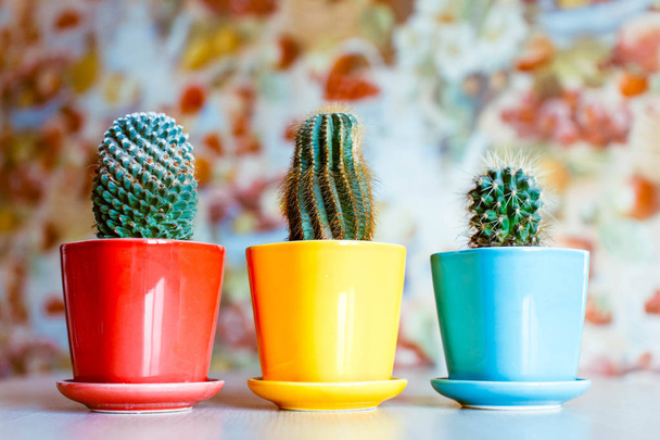 cactussen in potten thuis - Foto, afbeelding