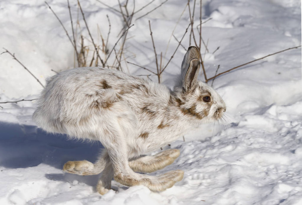 Snowshoe hare (Lepus americanus) with coat turning brown running in the winter snow - Photo, Image
