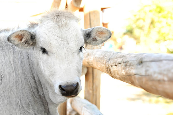 Cute cow on farm - Foto, imagen