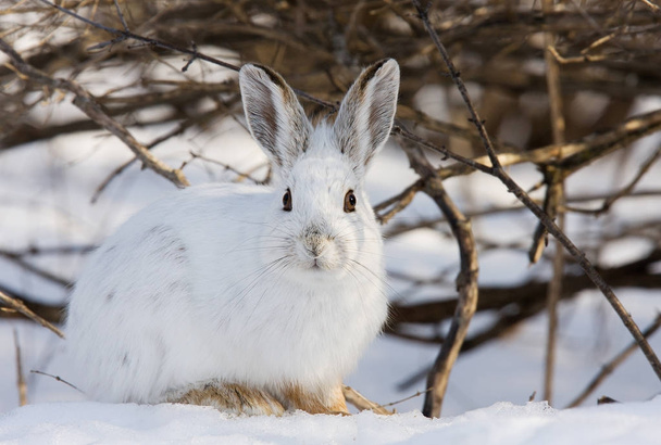 Snowshoe Hare (Lepus americanus) sitting in the snow in winter in Canada - Photo, Image