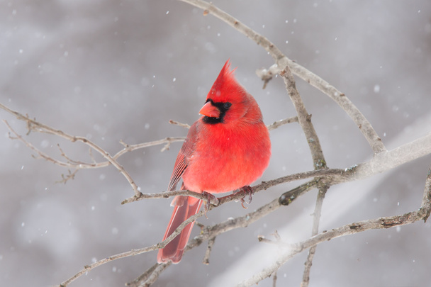 nördlicher Kardinal - cardinalis cardinalis hockt im Winter auf einem Zweig - Foto, Bild