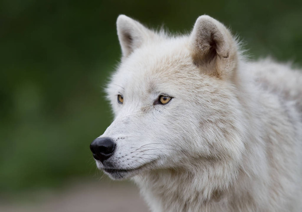 Arctic wolf (Canis lupus arctos) standing in a summer meadow in Canada - Foto, Bild