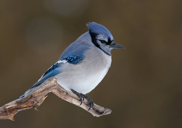 Blue Jay - Cyanocitta cristata perched on a branch in winter - Photo, Image