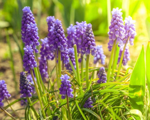 Tarjous sininen rypäleen muscari kukkia, Hollanti
 - Valokuva, kuva