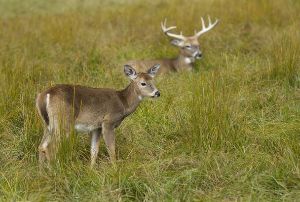 White-tailed deer and buck in an autumn meadow during the rut in Canada - Photo, Image
