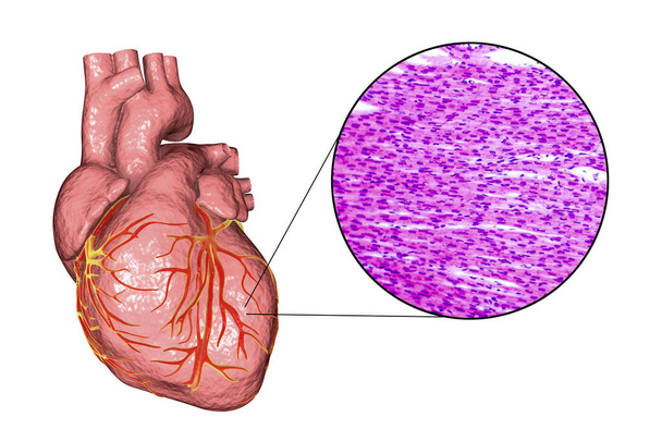 δομή της καρδιάς μυών - Φωτογραφία, εικόνα