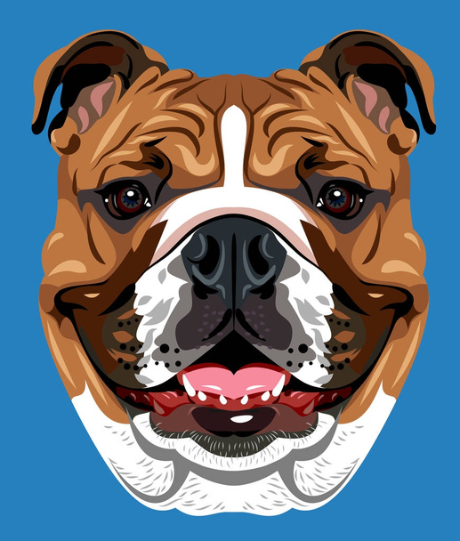 Retrato de bulldog inglés
 - Vector, imagen