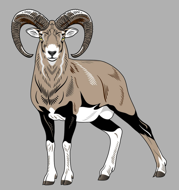 portrait of a horned ram - Vector, Image