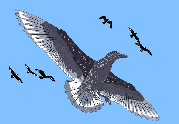 verspreiding in de hemel van de vleugels van de stormvogel - Vector, afbeelding
