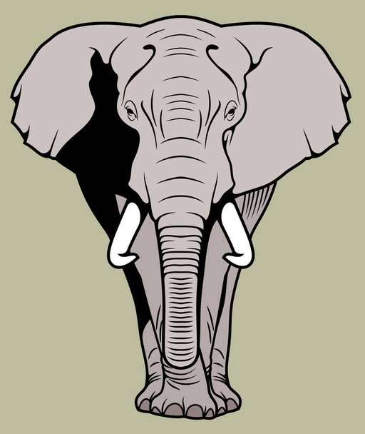 Porträt eines afrikanischen Elefanten - Vektor, Bild