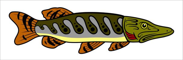 Říční ryby dravé štiky - Vektor, obrázek