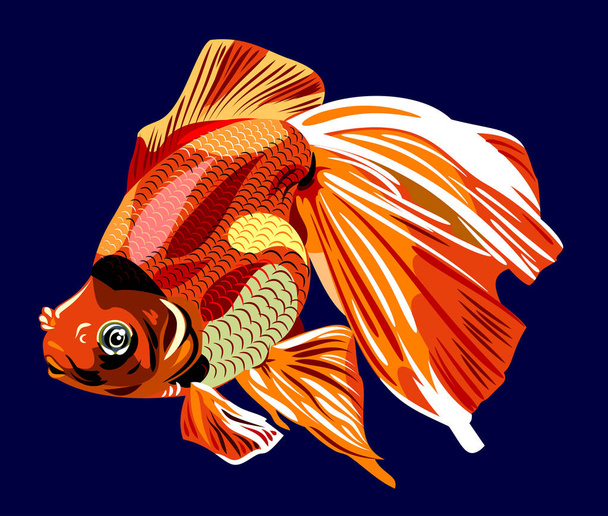 Picture of a beautiful goldfish - Vector, Image