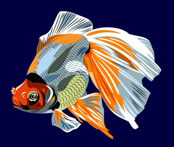 Picture of a beautiful goldfish - Vector, Image