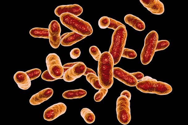 Bactéries Tannerella forsythia
 - Photo, image