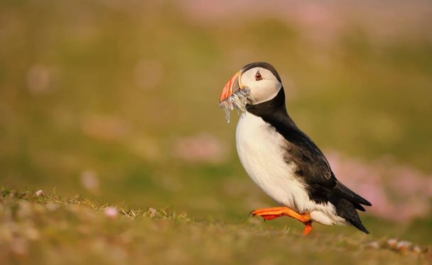 Atlantic puffin with fish in the beak during a breeding season  - Photo, Image