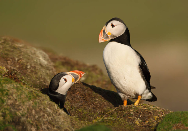 An interaction between two Atlantic puffins by the burrow - Photo, Image