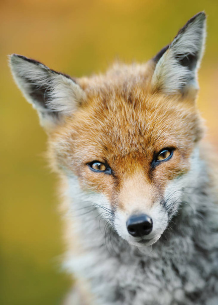 Close up of a young red fox against clear background - Photo, Image